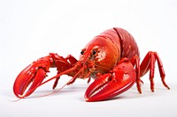 Seafood lobster animal white background. 