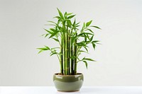 Bamboo plant houseplant freshness. 