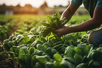 Harvesting vegetable farmer plant. 