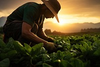 Harvesting gardening vegetable outdoors. 