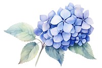 Hydrangea flower plant leaf. 