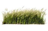 Grass plant field white background. AI generated Image by rawpixel.