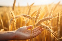 Field wheat agriculture outdoors. 