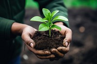 Outdoors plant soil gardening. 