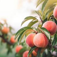 Peach outdoors plant fruit. 