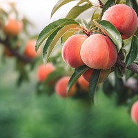 Peach outdoors plant fruit. 