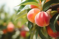 Peach outdoors plant fruit. AI generated Image by rawpixel.