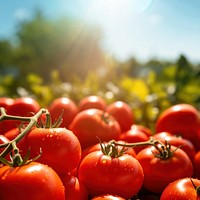 Outdoors tomato vegetable nature. AI generated Image by rawpixel.