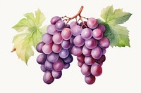 Grapes fruit plant food. 