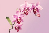 Flower orchid blossom plant. 