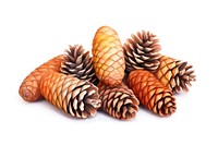 Plant cone white background pine cone. AI generated Image by rawpixel.