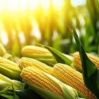 Corn agriculture plant field. 