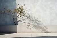 Tree architecture building shadow. 