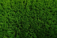 Land vegetation landscape. 