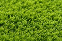 Grass plant lawn. 