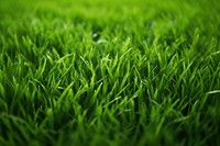 Grass plant lawn. 