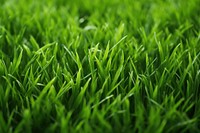 Grass plant lawn. 