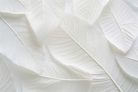 White plant leaf. 