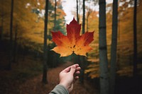 Autumn maple leaf hand. 