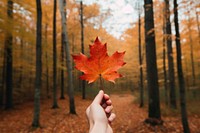 Autumn maple leaf landscape. 