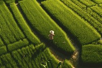 Field farm agriculture outdoors. AI generated Image by rawpixel.
