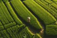 Field farm agriculture outdoors. 