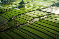 Farm agriculture outdoors nature. 