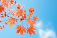 Maple backgrounds plant leaf. 