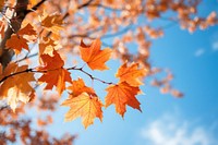 Maple backgrounds leaves plant. AI generated Image by rawpixel.