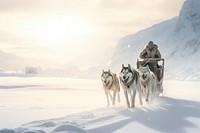 Snow sled dog outdoors. 