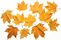 Maple backgrounds leaves autumn. AI generated Image by rawpixel.