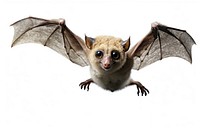 Flying lemur wildlife animal mammal. AI generated Image by rawpixel.