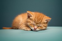 Kitten sleeping animal mammal. AI generated Image by rawpixel.