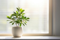 Window plant houseplant windowsill. 