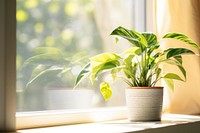 Window plant houseplant windowsill. 