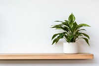 Plant houseplant windowsill leaf. 