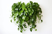 Plant houseplant leaf wall. AI generated Image by rawpixel.
