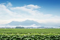 Farm agriculture landscape outdoors. 