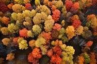 Land outdoors woodland autumn. AI generated Image by rawpixel.