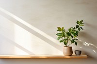 Plant houseplant windowsill wood. 