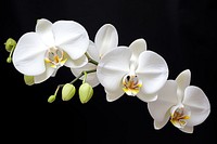 Orchid flower plant white. 