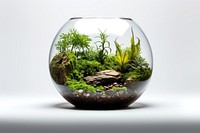 Aquarium plant transparent flowerpot. 