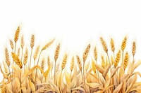 Field wheat agriculture backgrounds. 