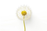 Dandelion flower blossom plant. 