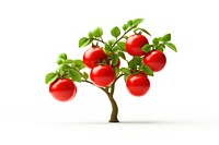 Tomato vegetable fruit plant. 