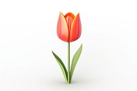 Flower tulip blossom plant. 