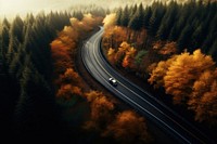 Tree road outdoors vehicle. 