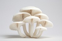 Mushroom fungus plant white. 