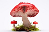 Mushroom fungus agaric plant. 