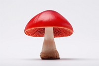 Mushroom fungus agaric red. 